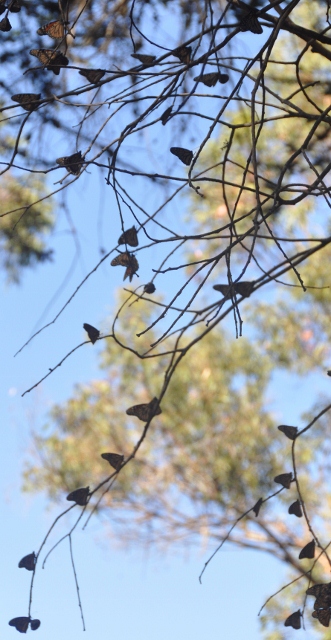 Pismo Beach butterfly grove